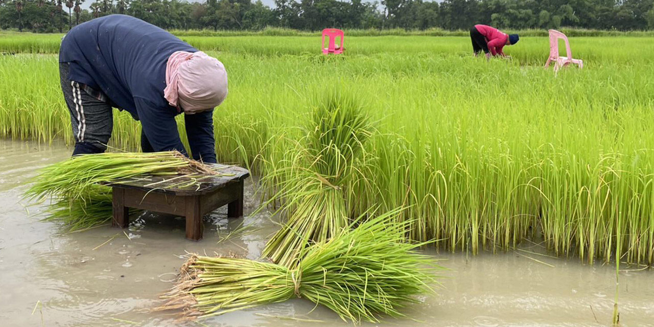 Landbrug i Thailand: En Nøglekomponent i Landets Økonomi og Kultur