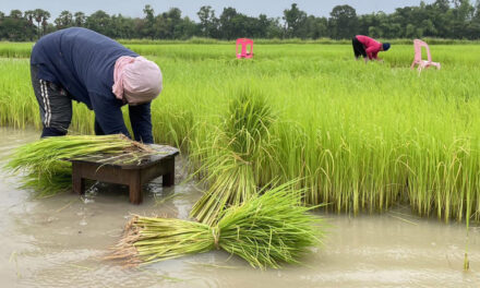 Landbrug i Thailand: En Nøglekomponent i Landets Økonomi og Kultur