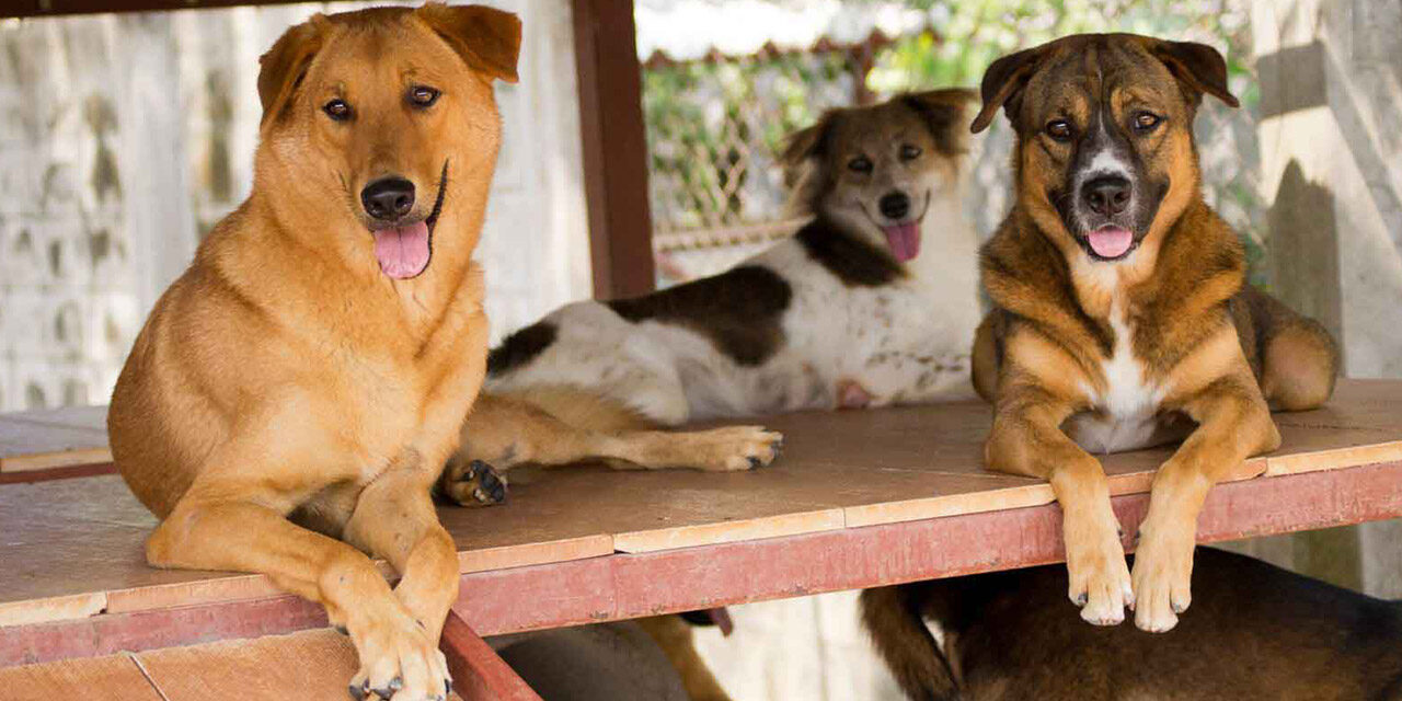 Hundehold i Thailand: Tradition, Kultur og Moderne Udfordringer