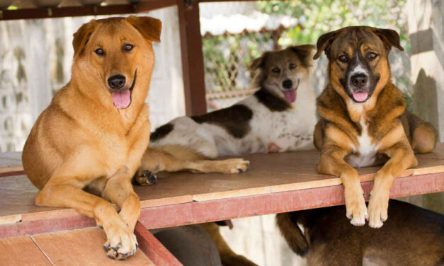 Hundehold i Thailand: Tradition, Kultur og Moderne Udfordringer